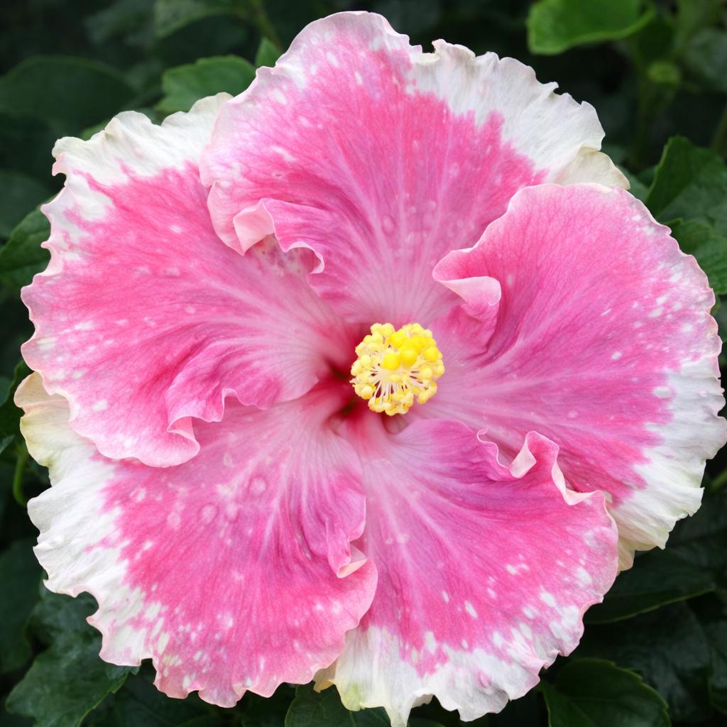 20 White Light Pink Hibiscus Perennial Flowers Seeds - Etsy