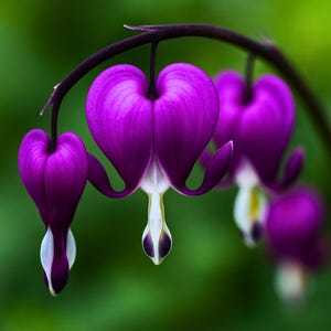 25 Dark Purple Bleeding Heart Flowers Seeds