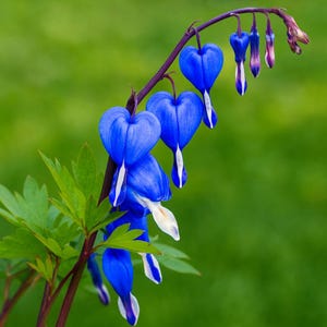 25 Bright Blue Bleeding Heart Dicentra Spectabilis Shade Flower Seeds