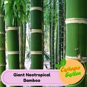 50 Giant Neotropical Bamboo Seeds Privacy Garden Clumping Exotic Seeds