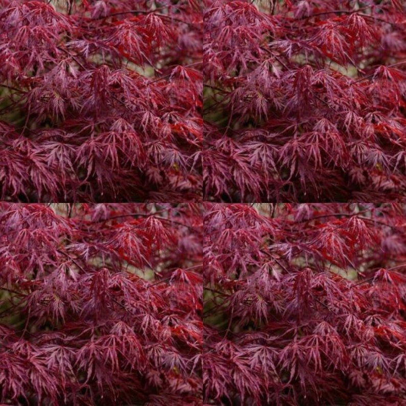 laceleaf red japanese maple laceleaf red japanese maple