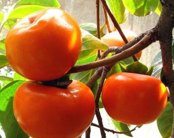 Jiro Fuyu Persimmon Tree: Live Japanese Fruit Tree, Non-Astringent