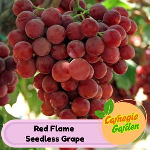 Red Flame Seedless Grape Vine - Fresh Fruit Tree for Home Garden