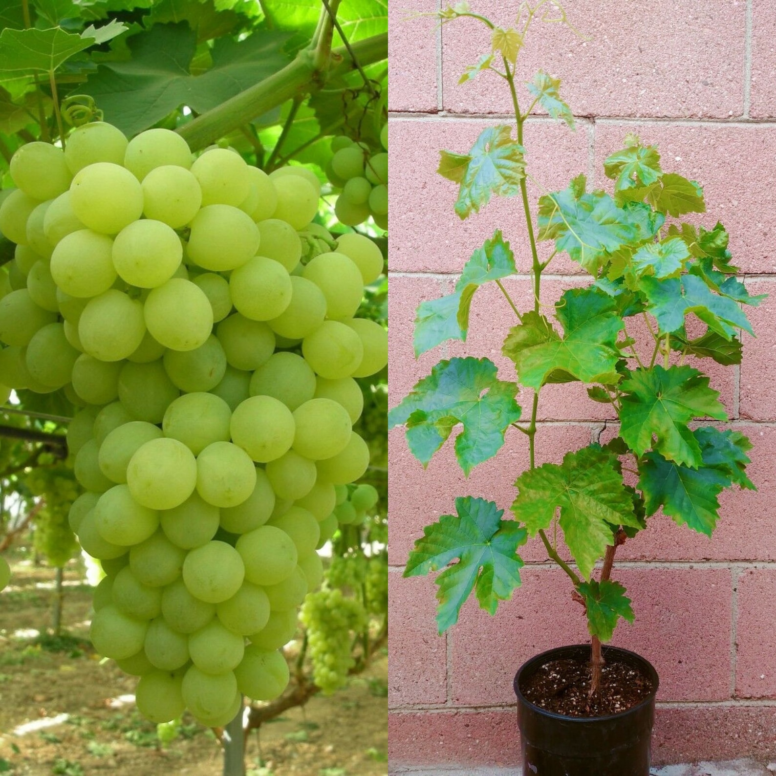 Thompson Seedless Grape Vine Self Rooted From Cuttings Etsy