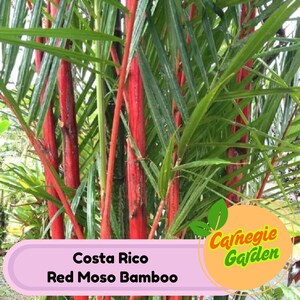 50 Costa Rico Red Moso Bamboo Seeds Privacy Garden Climbing Exotic Seeds