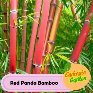 50 Red Panda Bamboo Seeds Privacy Garden Clumping Exotic Seeds