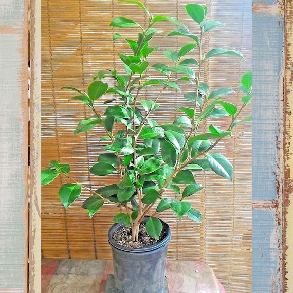 Rare Nuccio's Gem Camellia Japonica Live Plant: White Bloom