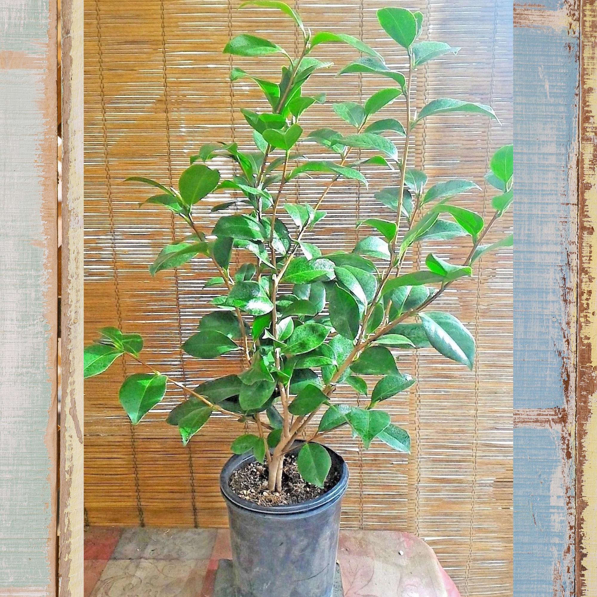 Marie Bracey Spellbound Camellia Japonica Live Plant: Fragrant