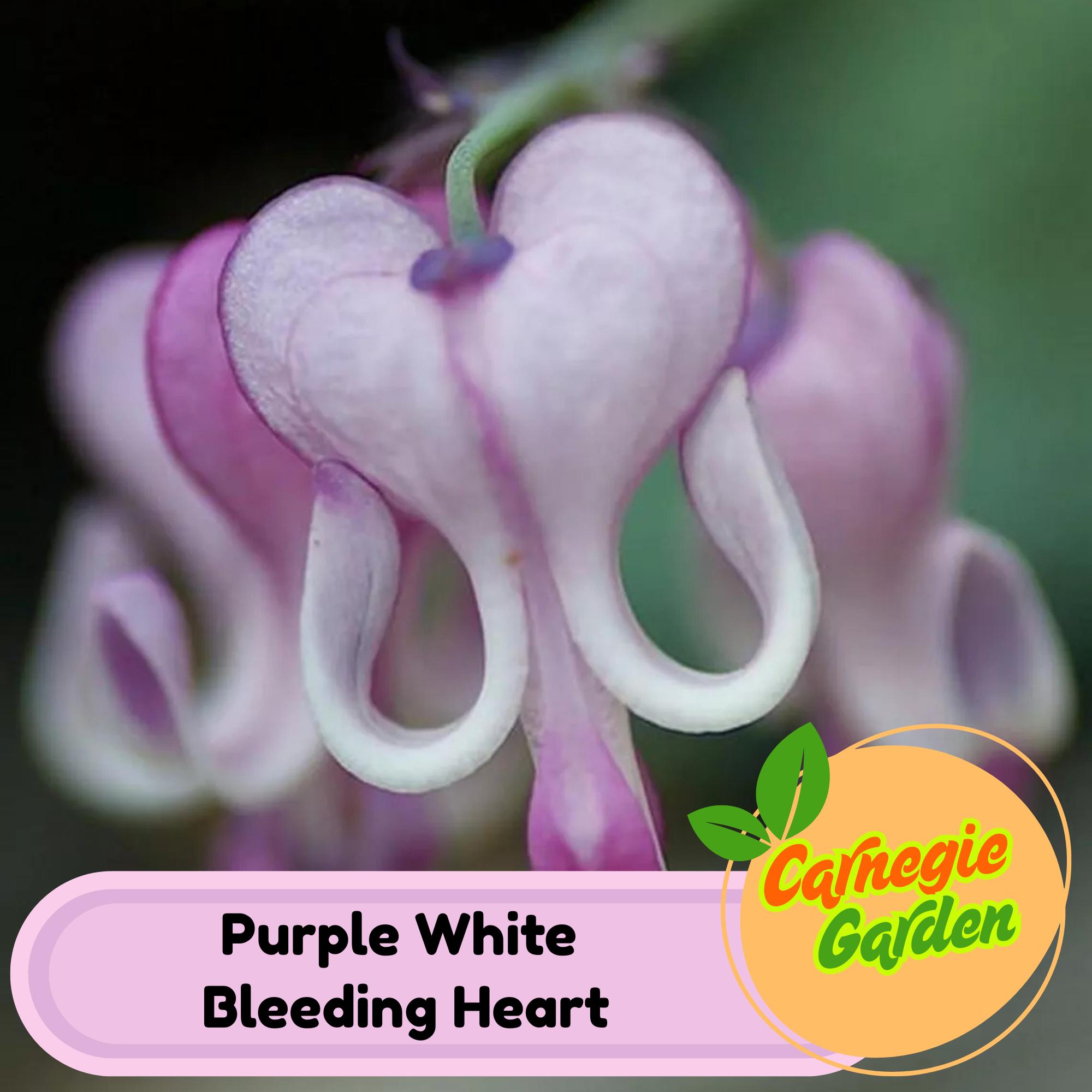 Purple Bleeding Heart Plant - Etsy
