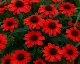 50 Red Salsa Coneflower Seeds: Echinacea Perennial Flowers