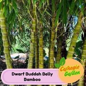 50 Dwarf Buddah Belly Bamboo Seeds Privacy Garden Clumping Exotic Seeds