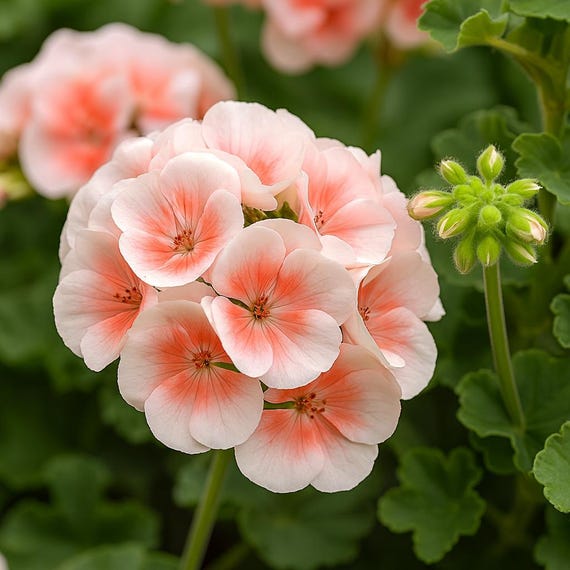 10 Pink White Geranium Hanging Basket Perennial Flowers Seeds