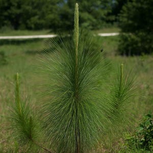 5 Pinus Palustris Longleaf Pine Tree Seeds For Planting