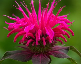 May include: Close-up of a vibrant pink bee balm flower. The flower has a spiky, radial shape with long, slender petals and a dark green center. The leaves are a deep burgundy color, with a blurred green background.