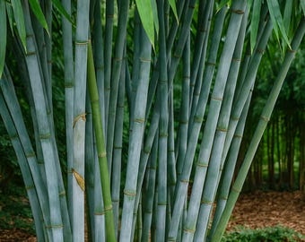 50 semillas exóticas de bambú azul para jardín de privacidad
