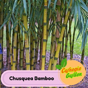 50 Chusquea Bamboo Seeds Privacy Garden Clumping Exotic Seeds