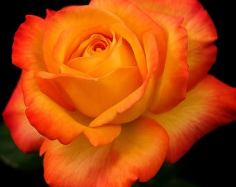 Vibrant Yellow-Orange Rio Samba Rose Live Plant - Fresh Flower for Garden