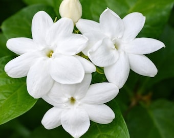 Jasmine Sambac Arabian Live Plant – 15" Fragrant White Flowering Shrub, Attracts Hummingbirds & Butterflies