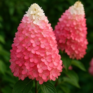 5 Bright Vanilla Strawberry Hydrangea Perennial Hardy Flower Seeds