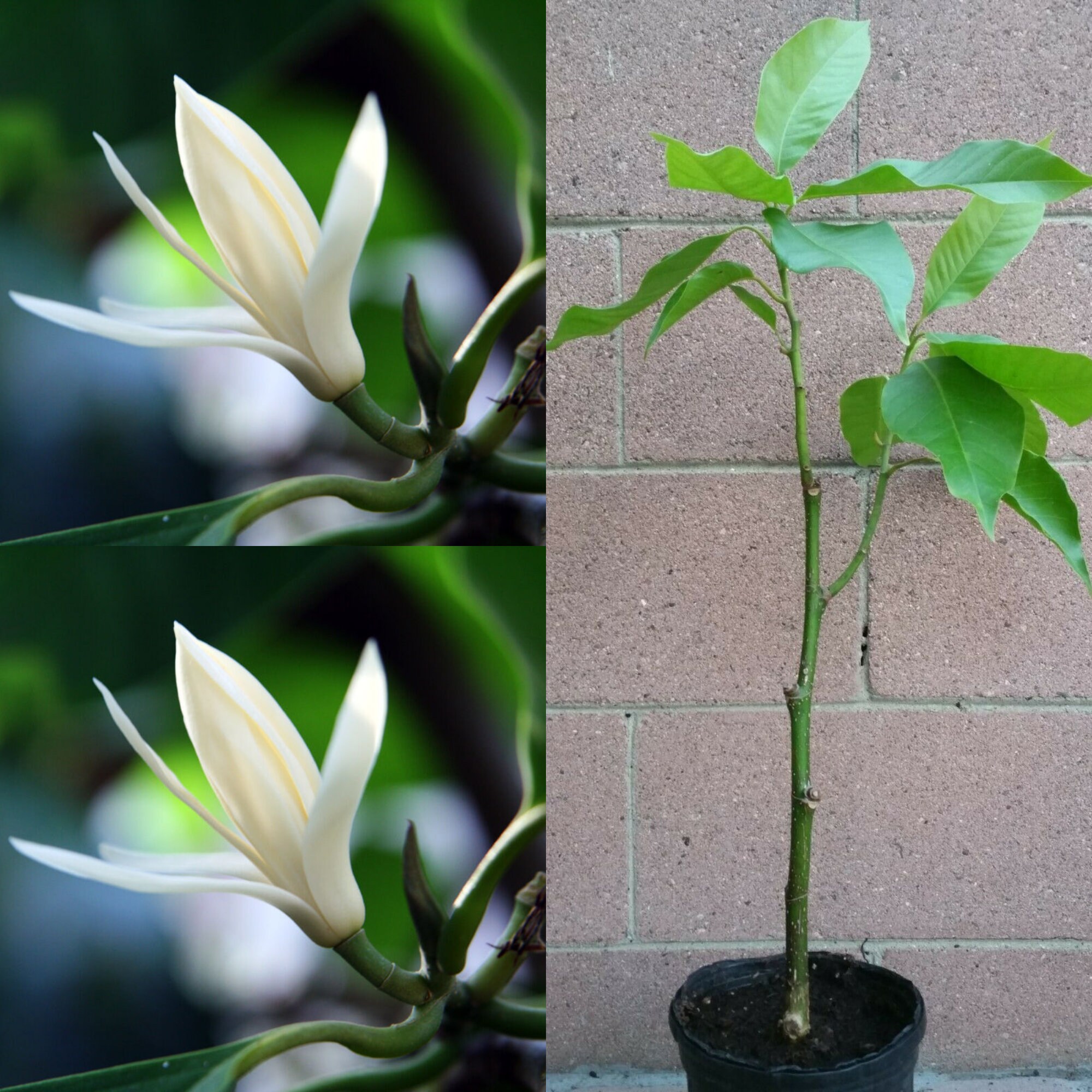 Michelia Alba/Magnolia Champaca Live Plant White Flowers Etsy