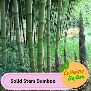 50 Solid Stem Bamboo Seeds Privacy Garden Clumping Exotic Seeds