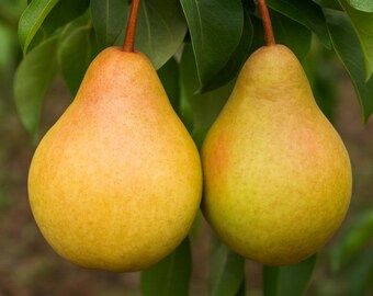 Moonglow Pear Seeds: Sweet Heirloom Fruit Tree, Fire Blight Resistant