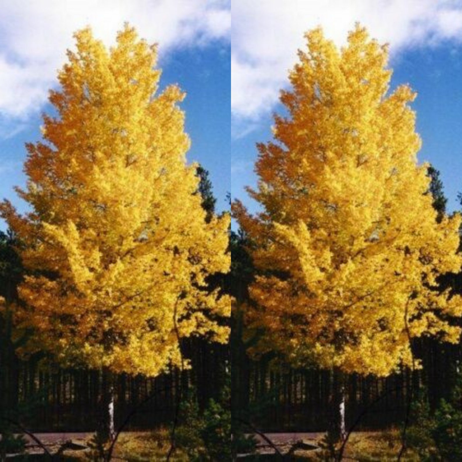 Осина осень. За осенними изменениями осины обыкновенной в городе. Березово осиновые леса урала. Листья осины осенью. Тополь осинообразный лист.