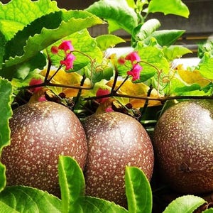 Purple Passion Fruit Live Plant: Exotic Edible Vine, Fragrant Blooms