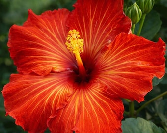 Playboy Hardy Hibiscus Live Plants
