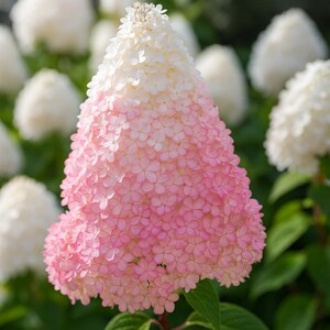 5 Light Strawberry Hydrangea Perennial Hardy Flower Seeds