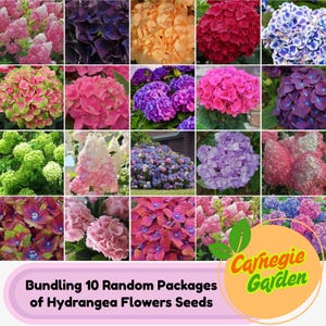 Color-Changing Hydrangea Flower Seeds: 50 Rare Garden Shrub Seeds