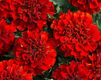 French Fireball Marigold Seeds: Rare Tagetes, Vibrant Blooms (25+ Seeds
