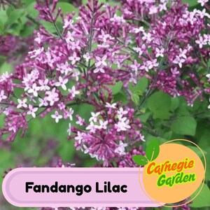 Early Blooming Fandango Lilac Seeds – Heirloom Shrub, Fragrant and Beautiful Blooms, Early Spring Flowering | 25 Seeds