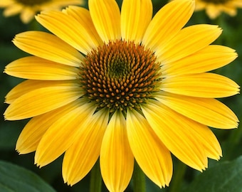 50 Summer Solstice Coneflower Seeds: Echinacea Perennial Flowers