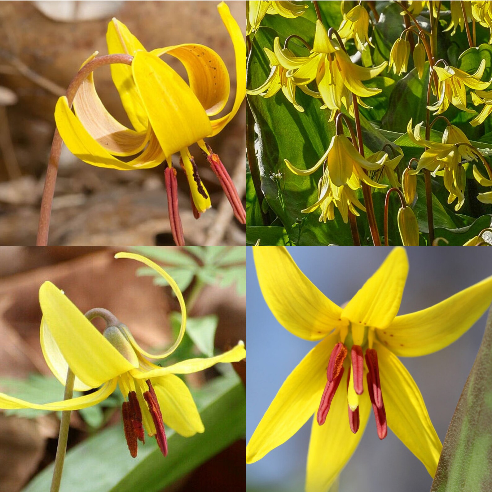 Large Yellow Trout Lily Erythronium Americanum Bare Root For Etsy