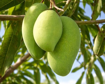 Mango Tropical Fruit Tree - Nam Doc Mai Variety