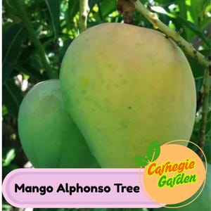 Alphonso Mango Tree – Live Tropical Fruit Tree, Sweet Indian Variety, Grafted for Fast Fruiting, Patio or Garden Ready