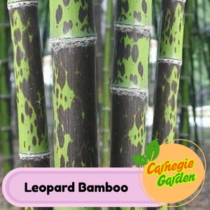 50 Leopard Bamboo Seeds Privacy Garden Clumping Exotic Seeds