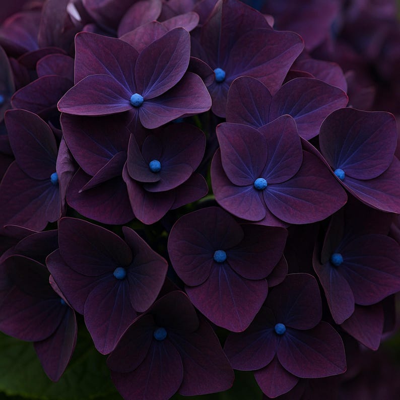 5 semillas de flores perennes de hortensia de color morado oscuro imagen 2