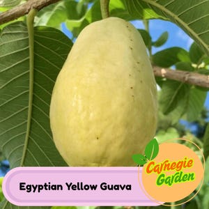 50+ Egyptian Yellow Guava Seeds For Planting – Sweet Tropical Fruit, Rare Variety, Non-GMO, Exotic Garden Plant