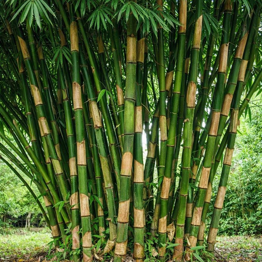 Atte R 50 Giant Atter Bamboo Privacy Garden Clumping Shade Screen Seeds - Etsy