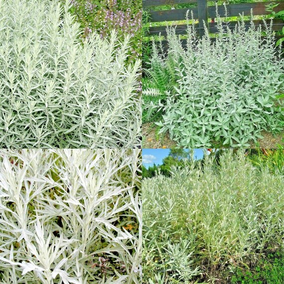 Prairie Sage / White Sagebrush Seeds Get 300 Seeds CNG10 Etsy
