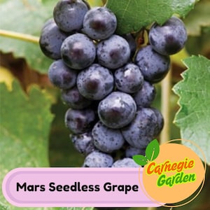 Mars Seedless Grape Vine: Sweet Blue Grapes, Cold Hardy, Self-Pollinating