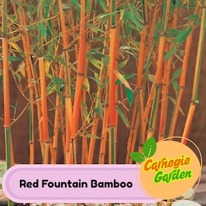 50 Red Fountain Bamboo Seeds Privacy Garden Clumping Exotic Seeds
