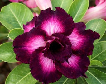 Purple Taiwan Desert Rose Adenium Obesum: Grafted Bonsai Succulent