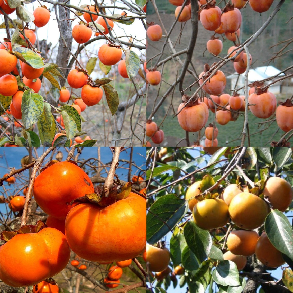 Persimmon Diospyros Kaki Tree Seeds for Planting Get 5 Seeds Etsy