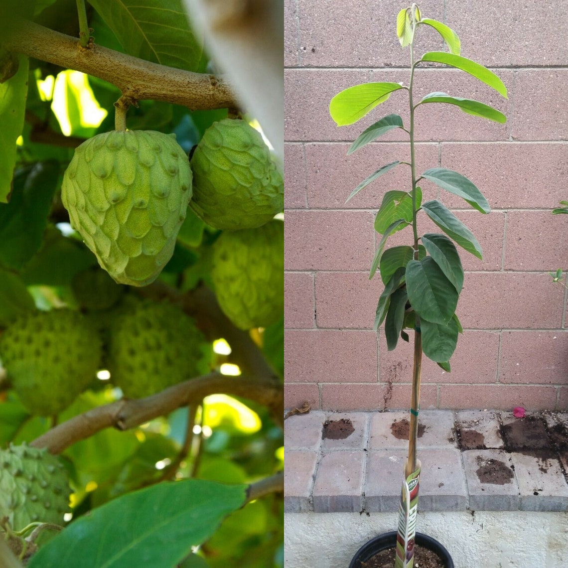 Cherimoya Honeyhart Tropical Fruit Trees CNG06 Etsy