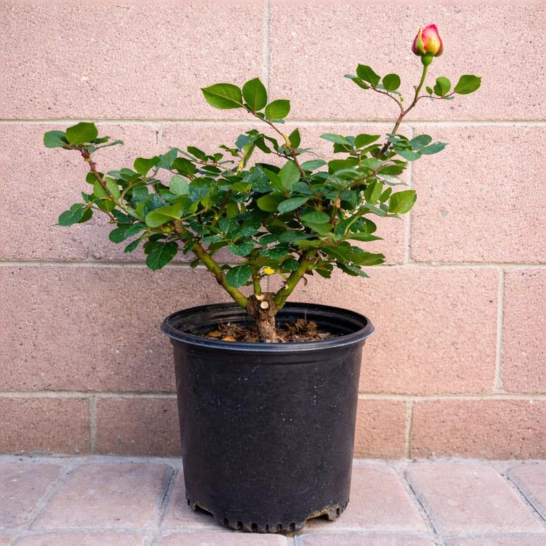 Orange-pink Arizona Rose Live Plants - Vibrant and Hardy Blooms - Etsy