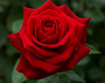 Red Sunblaze Miniature Rose Live Plants: Blooming Roses, Ready to Plant