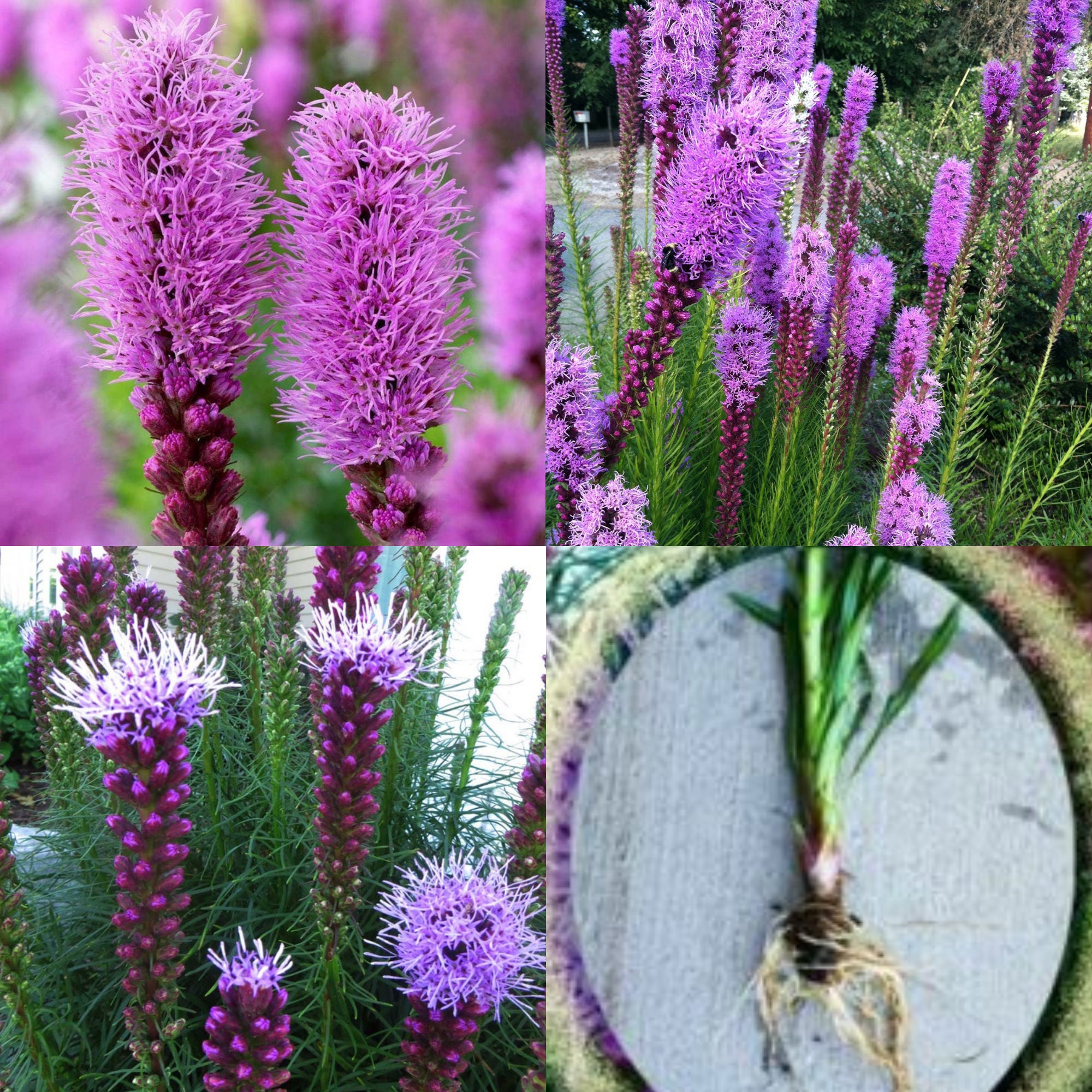 Purple Blazing Star Liatris Spicata Kobold Gayfeather Bulbs Etsy